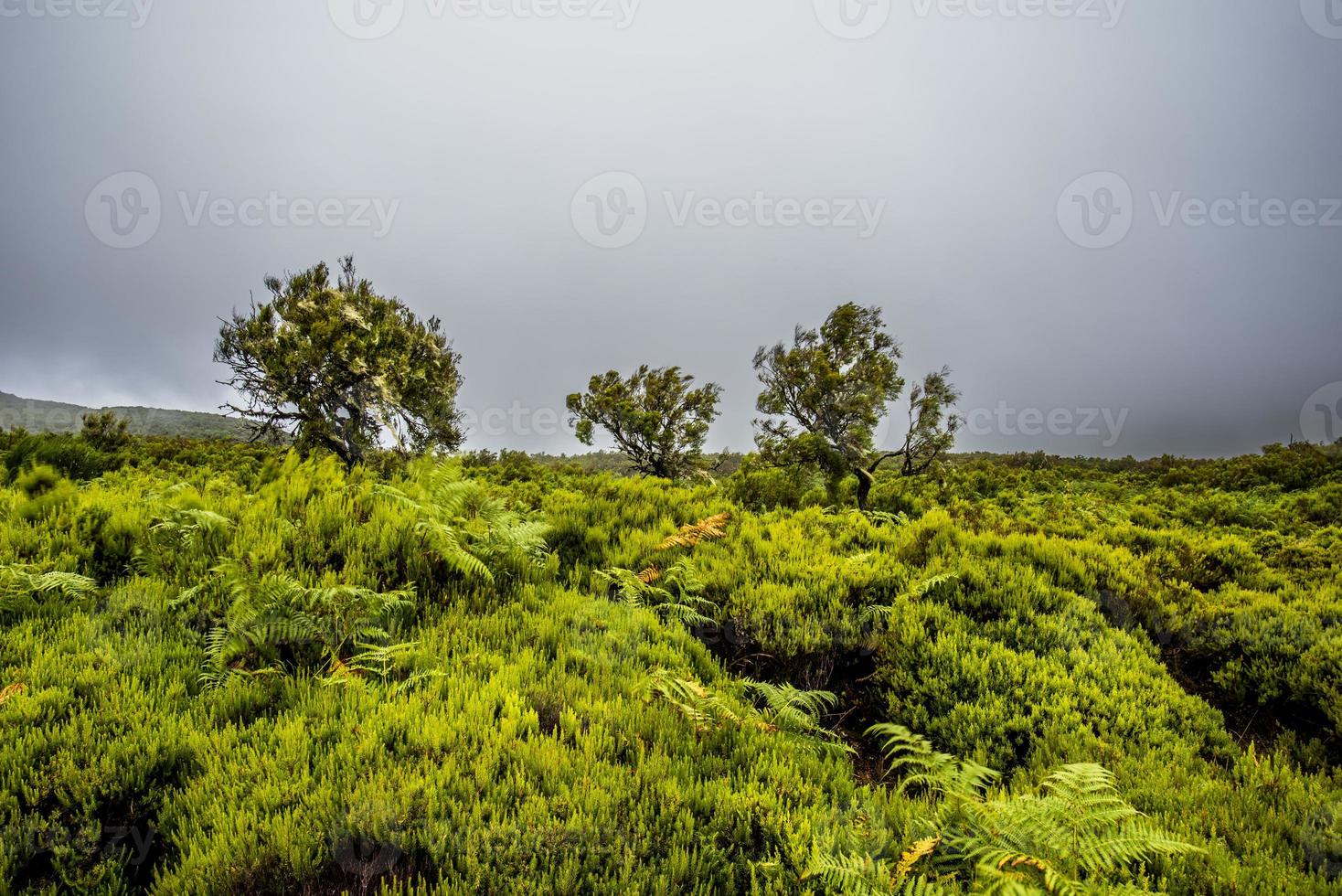 2022 08 18 madeira laurisilvia 1 foto