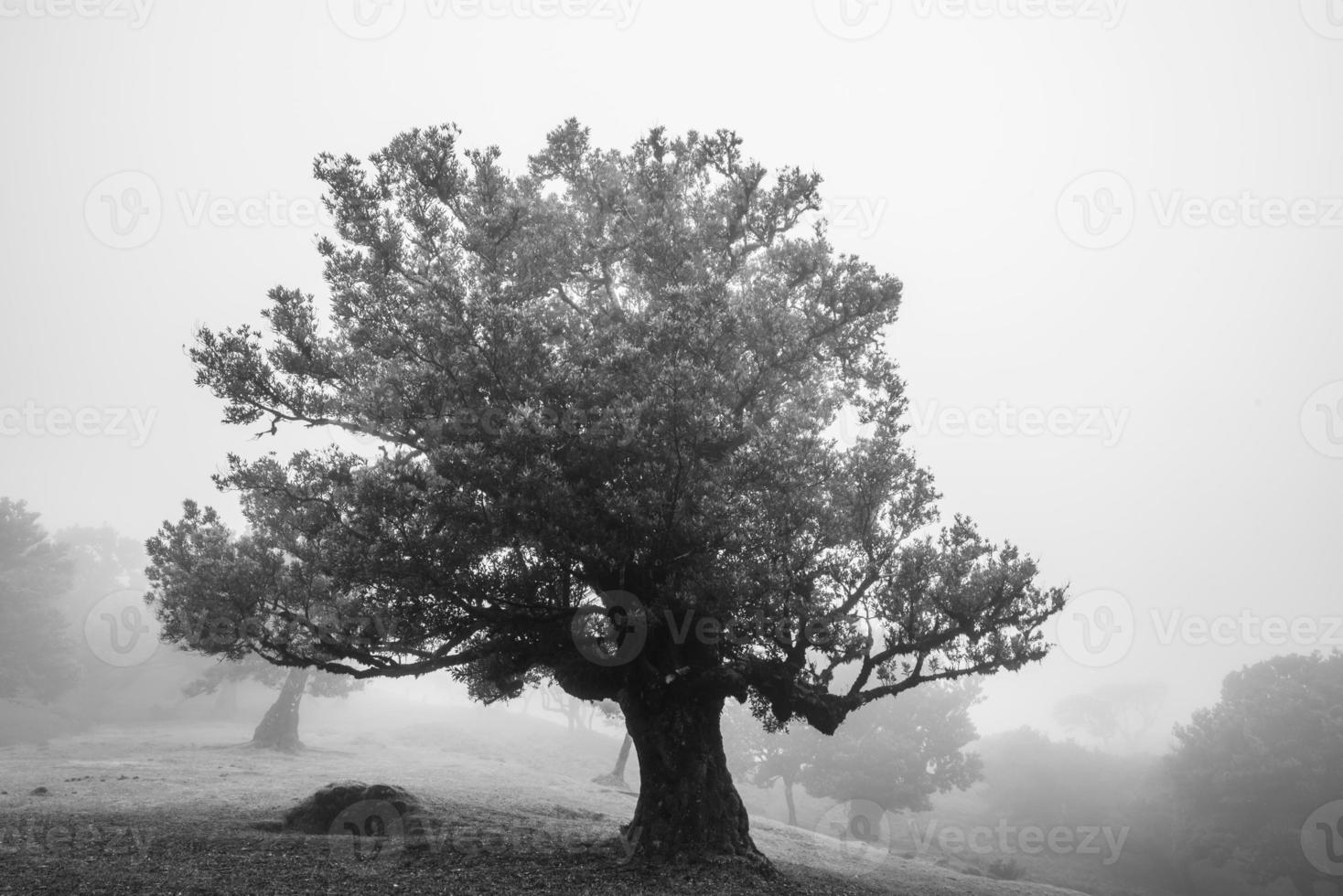 2022 08 18 madeira laurisilvia 25 foto