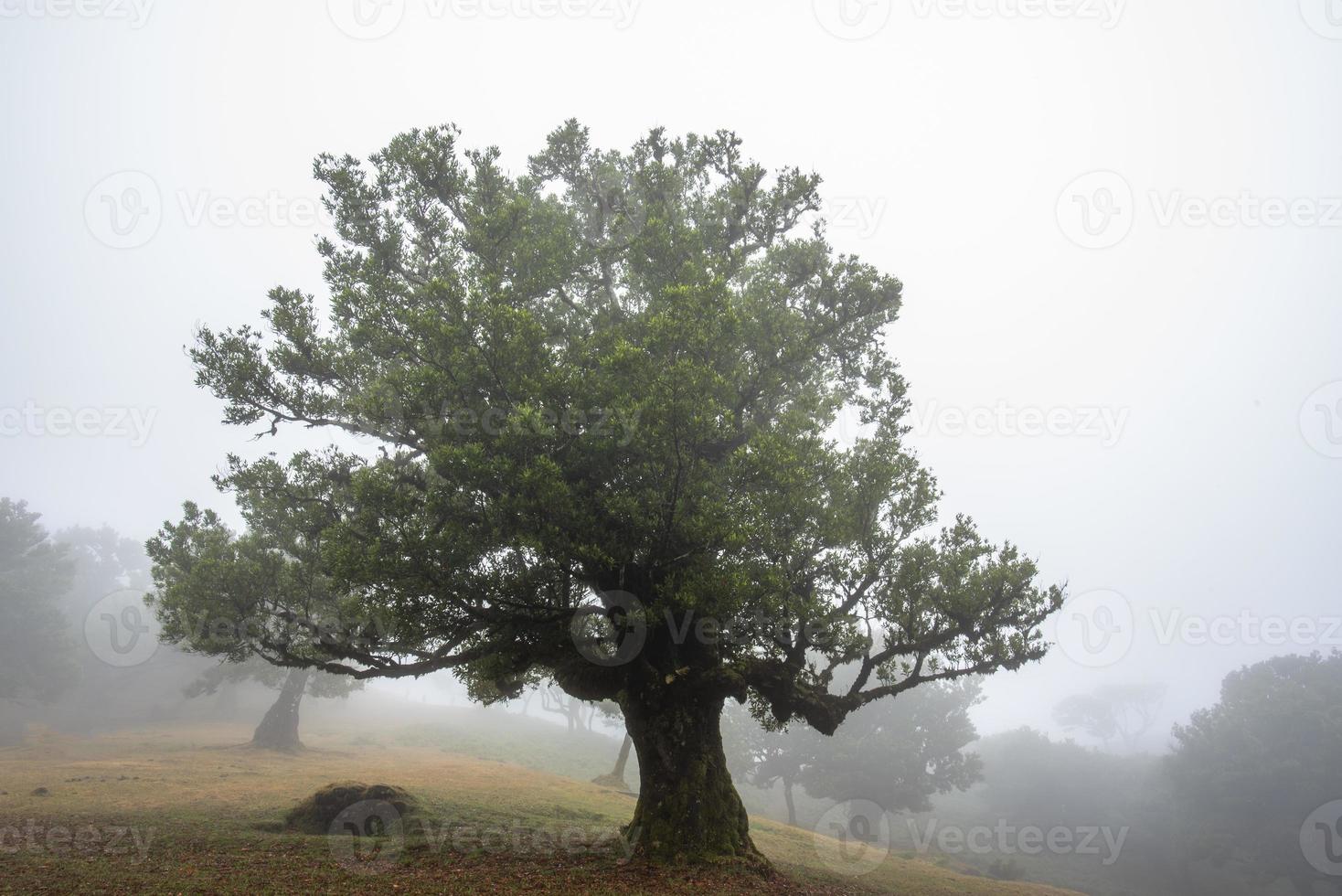 2022 08 18 Madeira Laurisilvia 24 photo