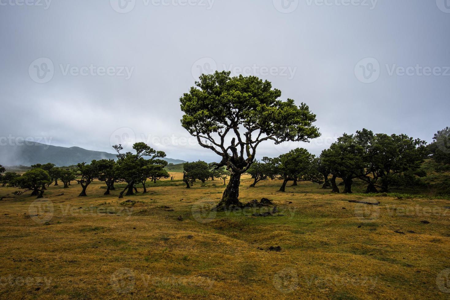 2022 08 18 Madeira Laurisilvia 29 photo