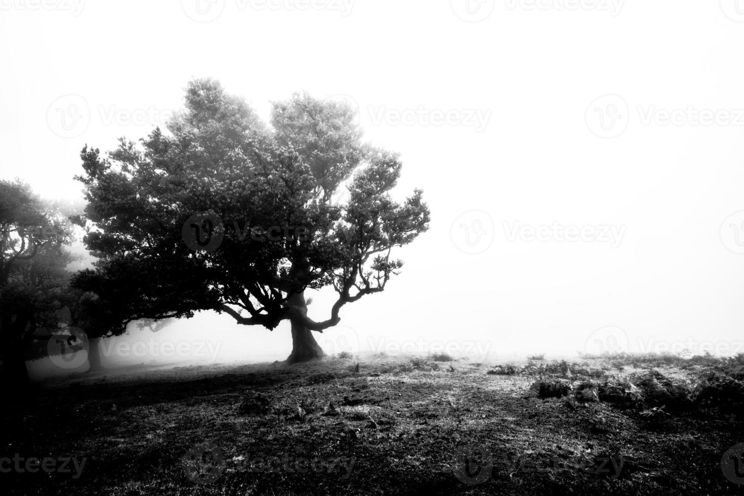 2022 08 18 Madeira Laurisilvia 17 photo