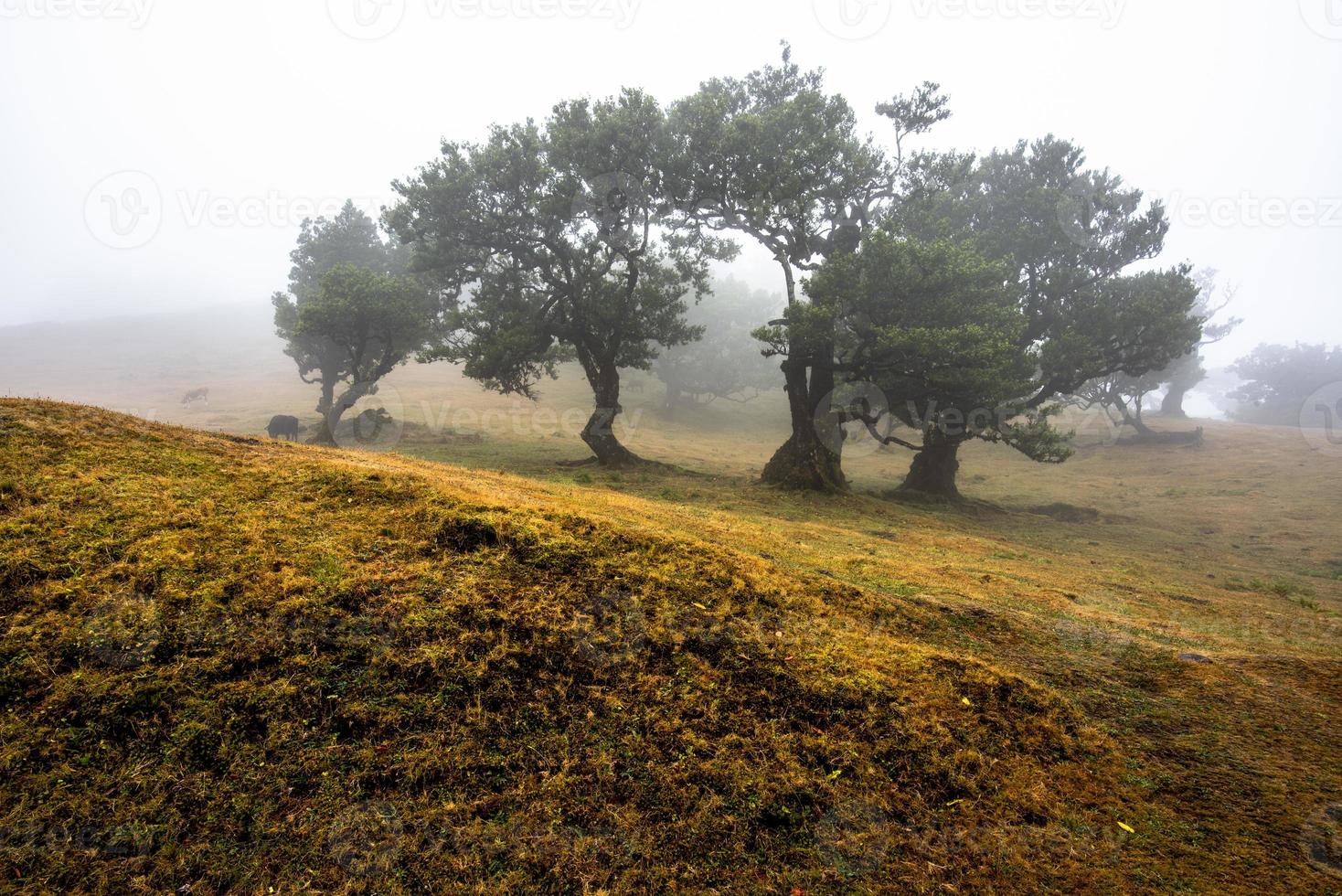 2022 08 18 Madeira Laurisilvia 28 photo