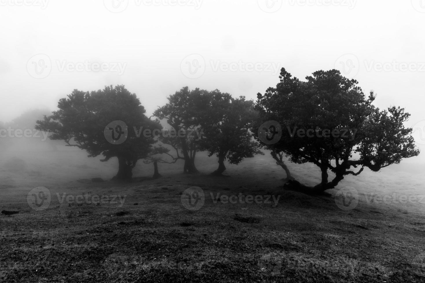 2022 08 18 Madeira Laurisilvia 19 photo