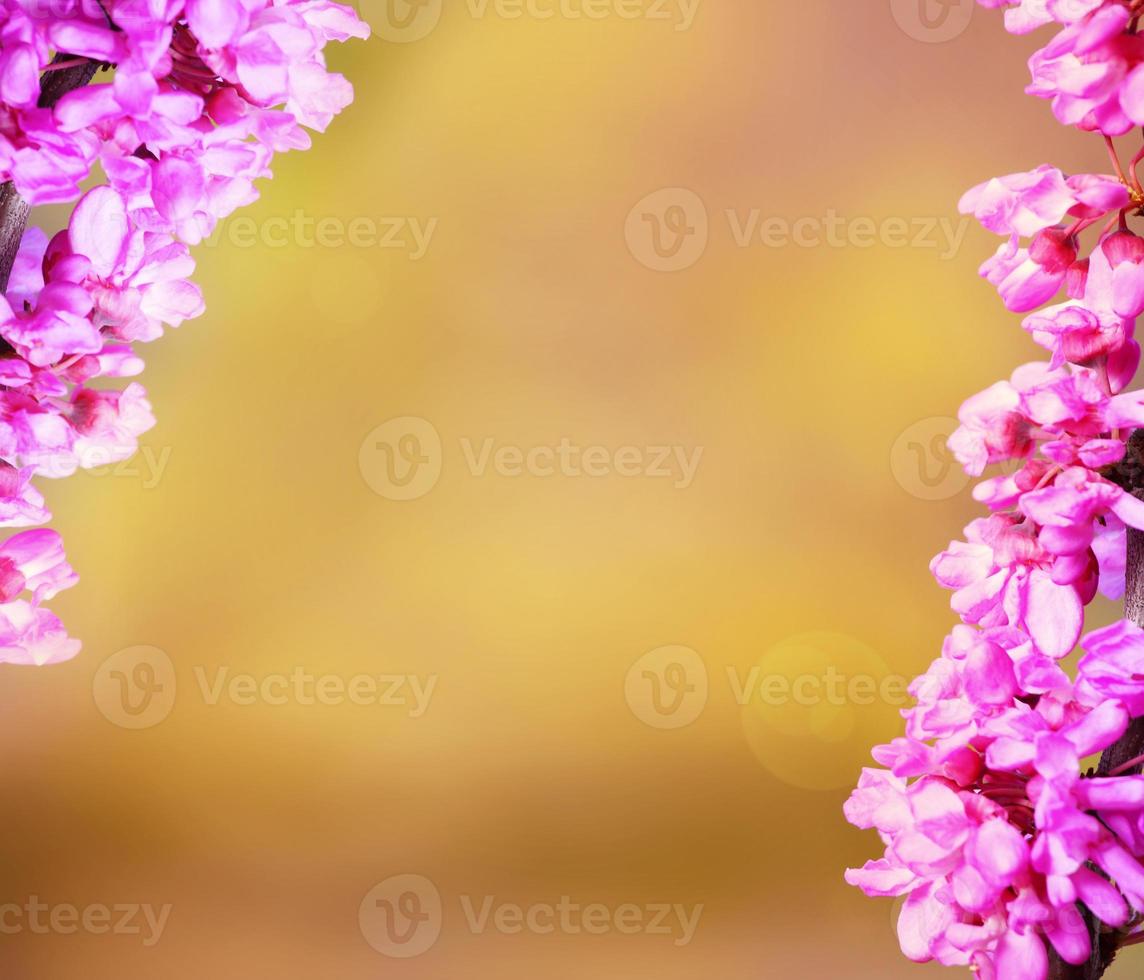 Background with pink flowers photo