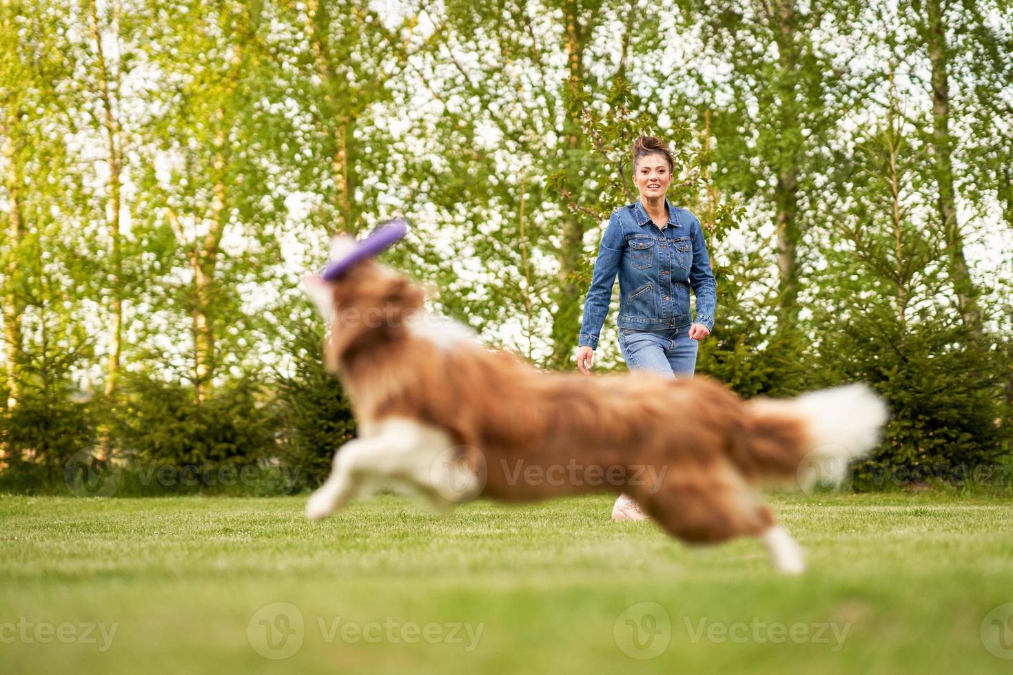 Chocolate White Border Collie with woman owner photo