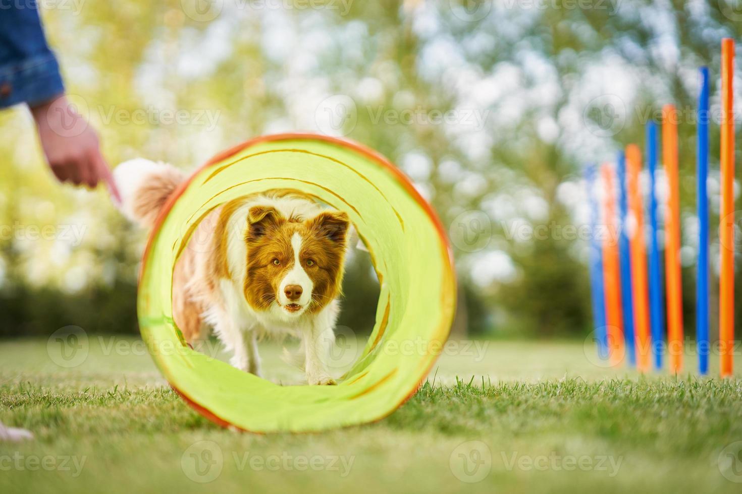 Chocolate White Border Collie with woman owner photo