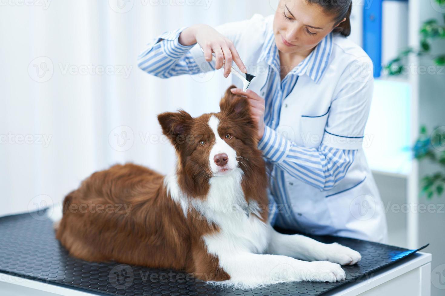 perro border collie marrón durante la visita al veterinario foto