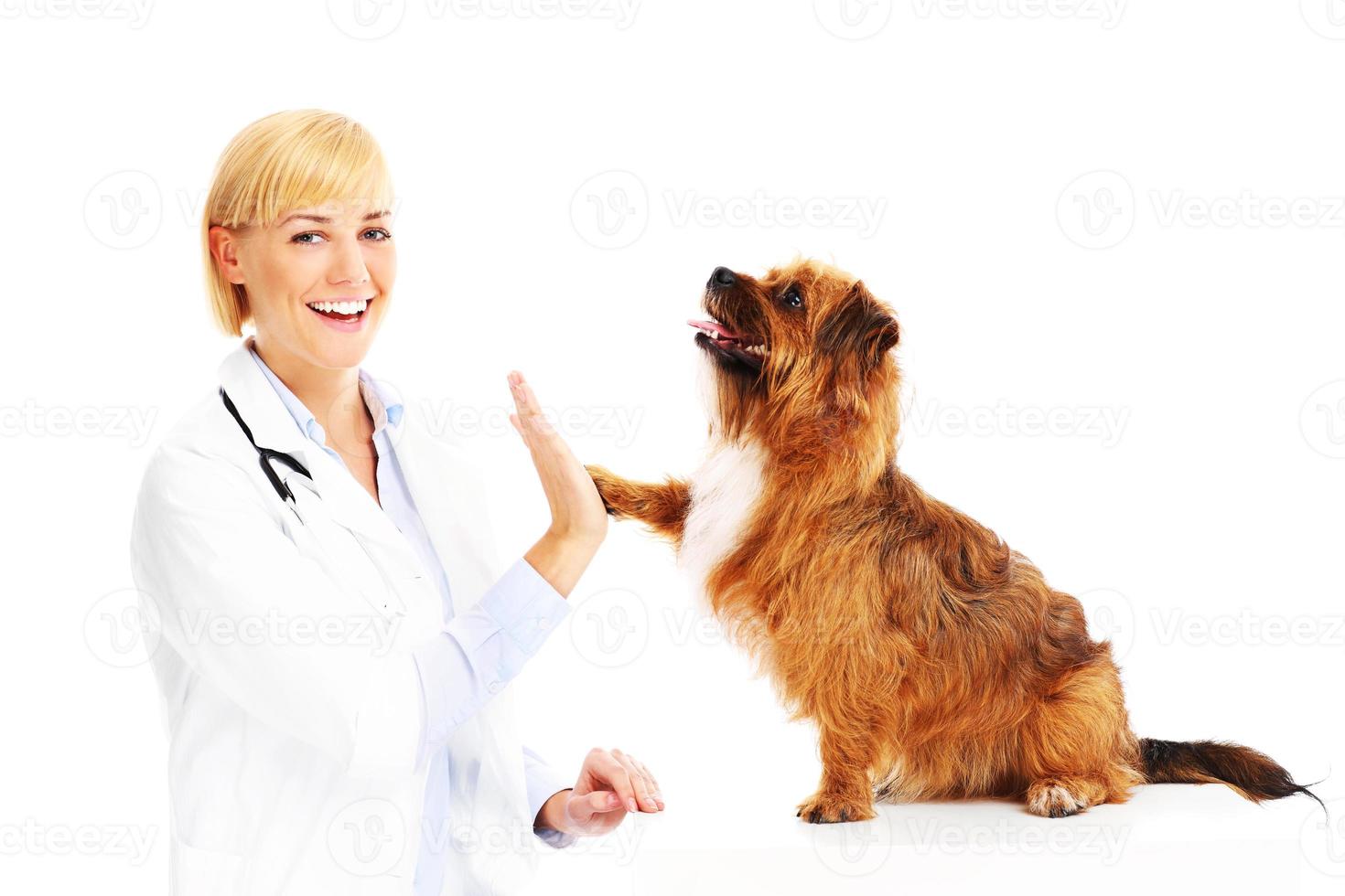 Dog giving high five to a vet photo