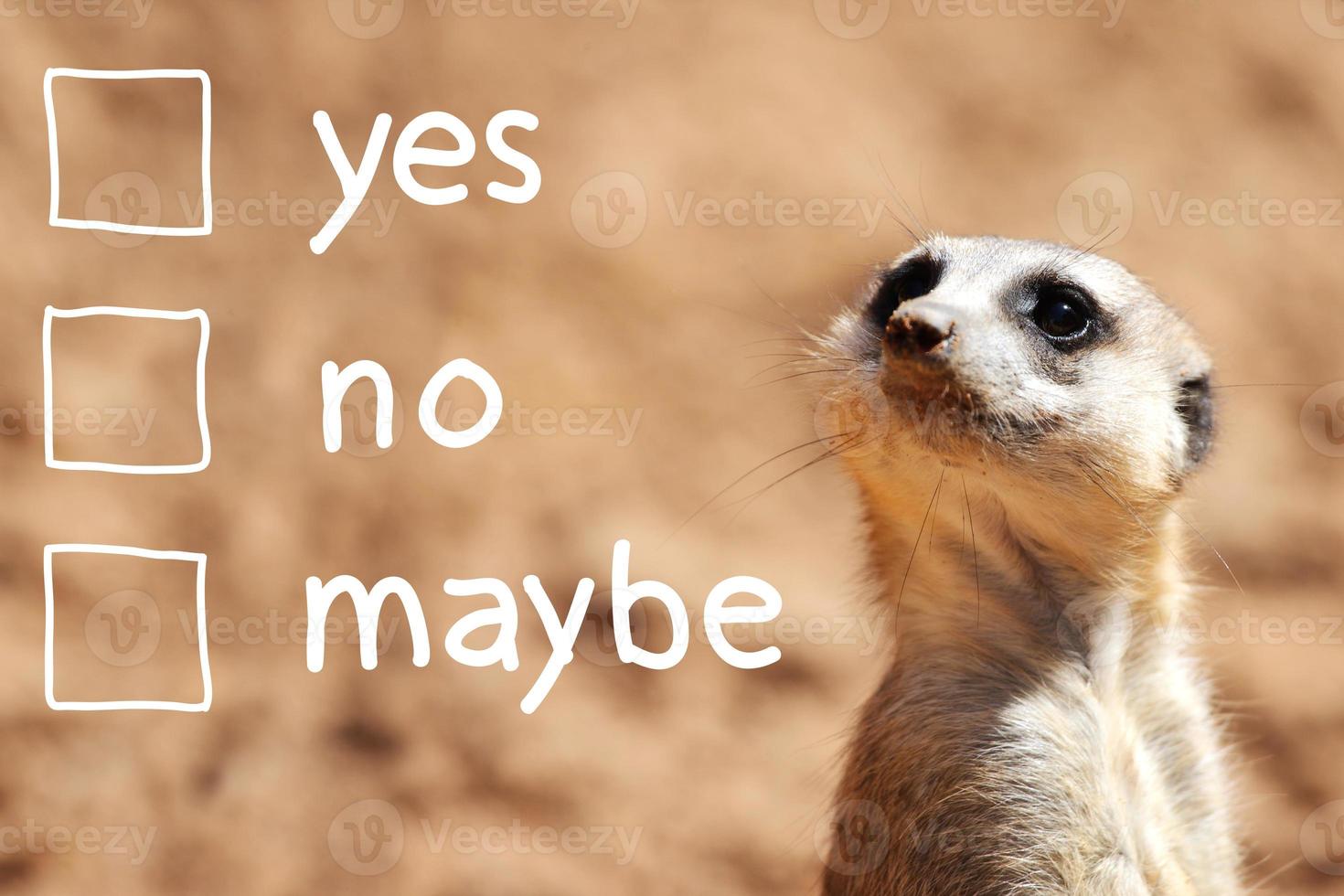 African suricate making decision photo