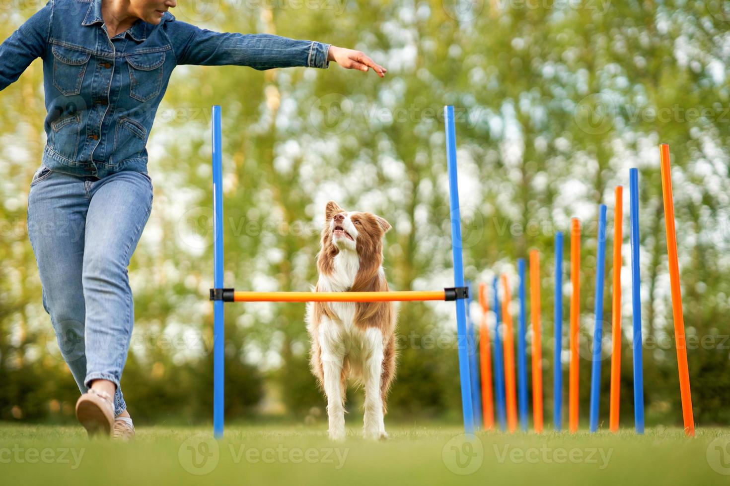 Chocolate White Border Collie with woman owner photo