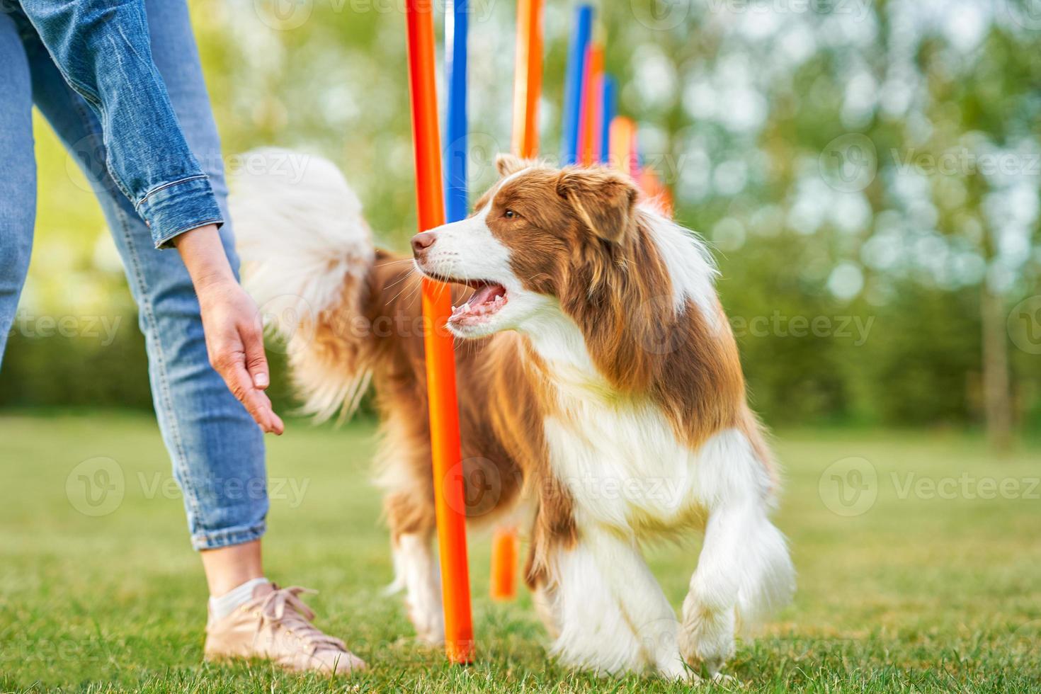 Chocolate White Border Collie with woman owner photo