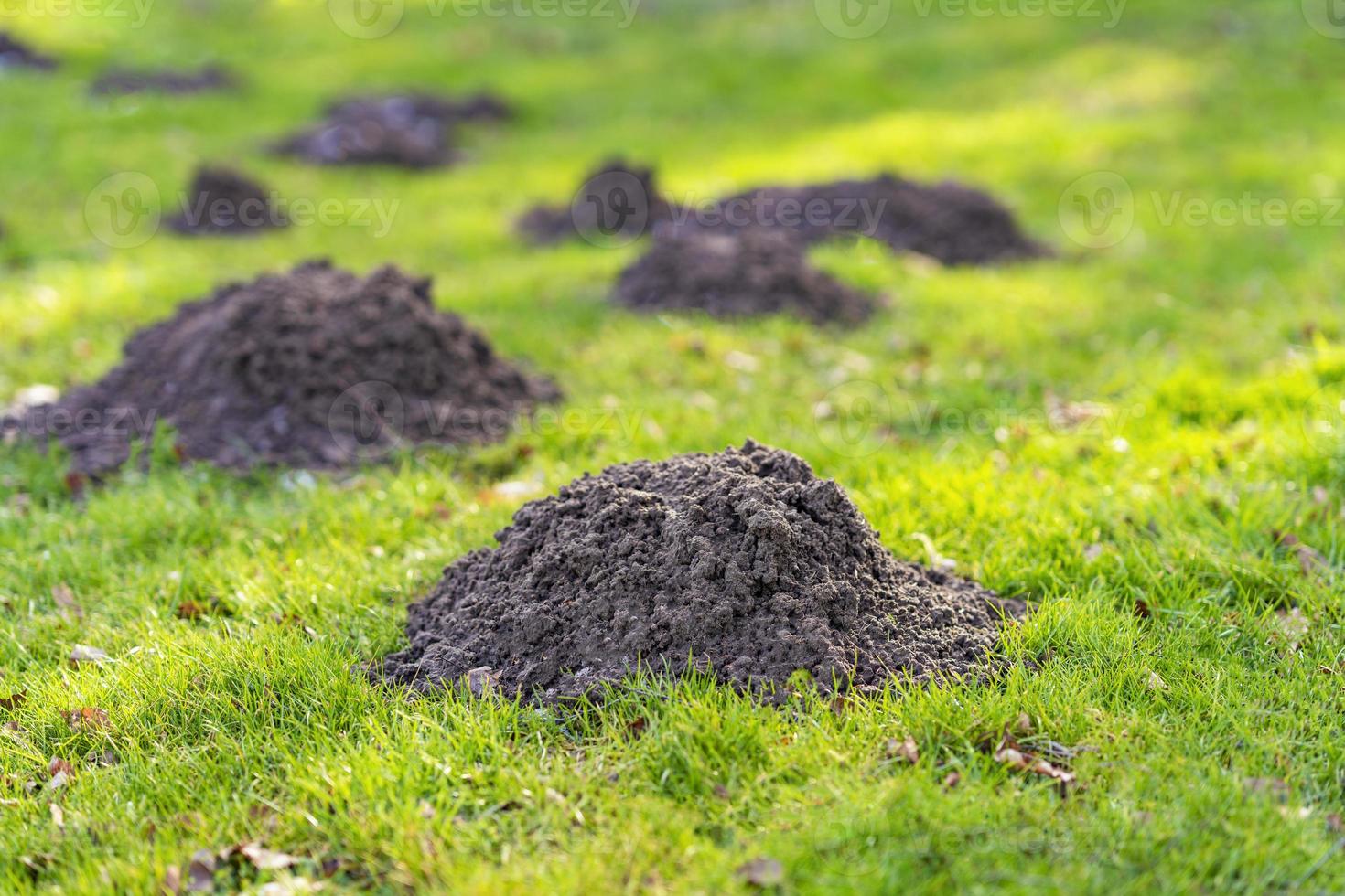 Lawn in the garden with mole hills photo