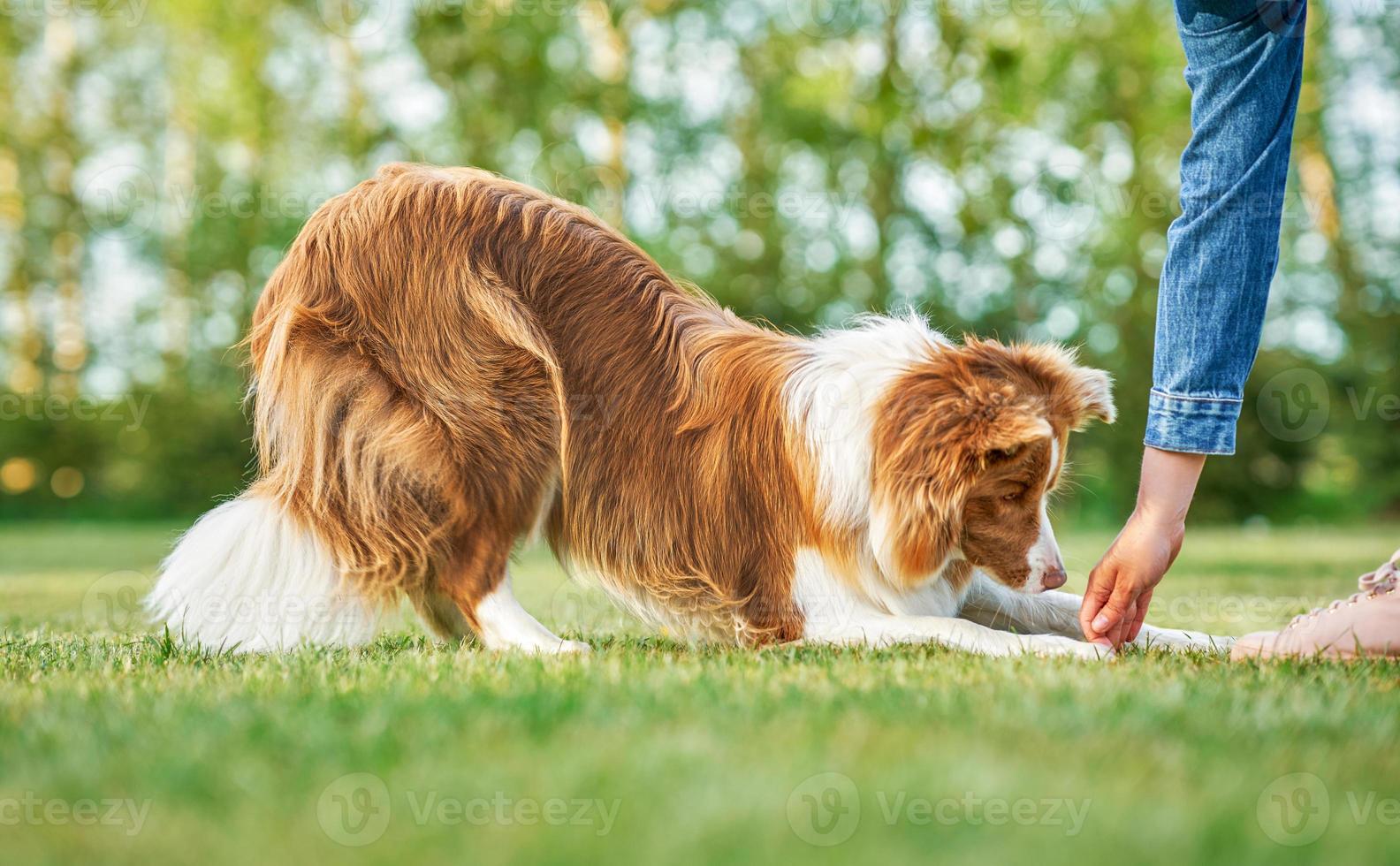 border collie blanco chocolate con dueña foto