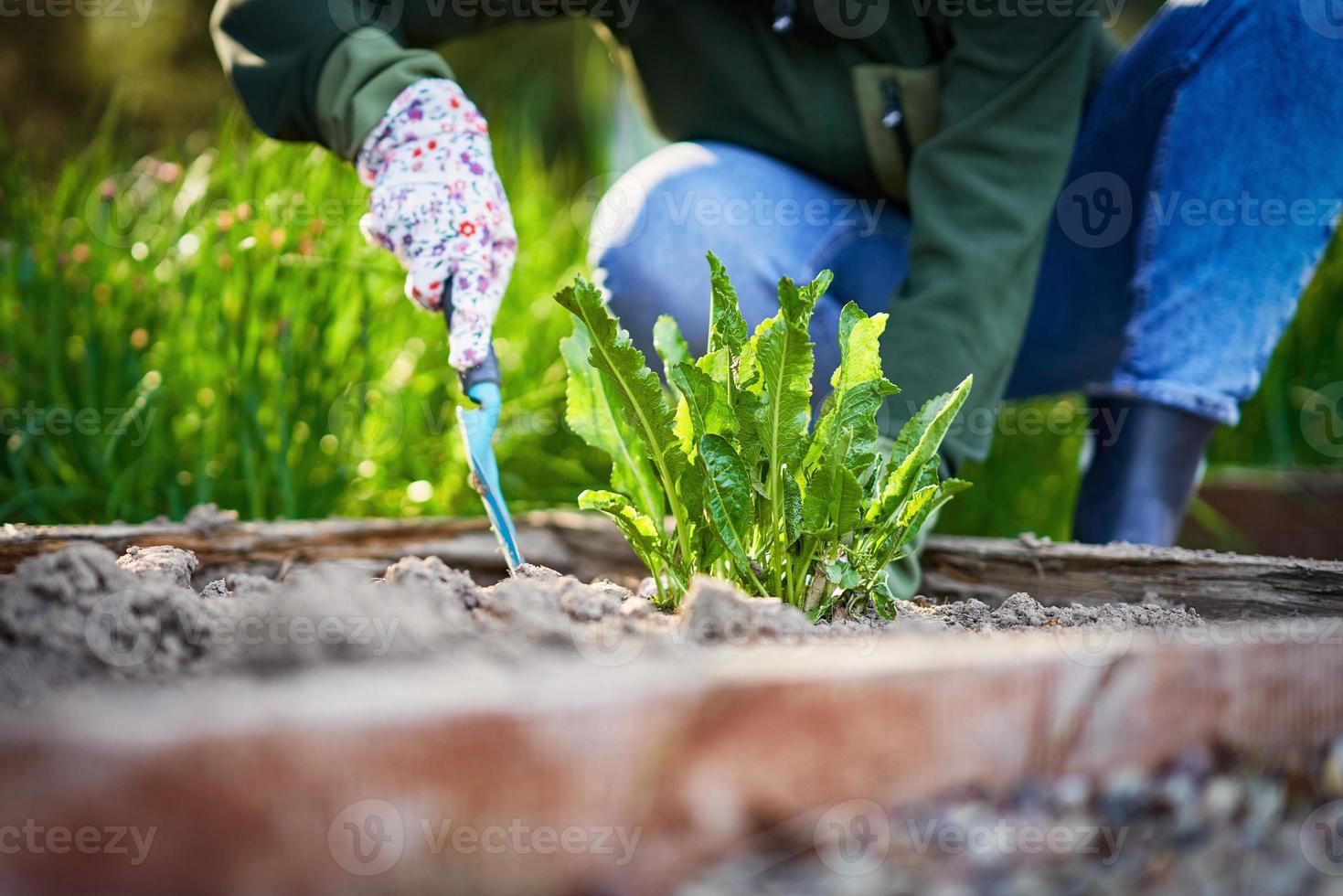 Picture of woman working with tools in the garden photo