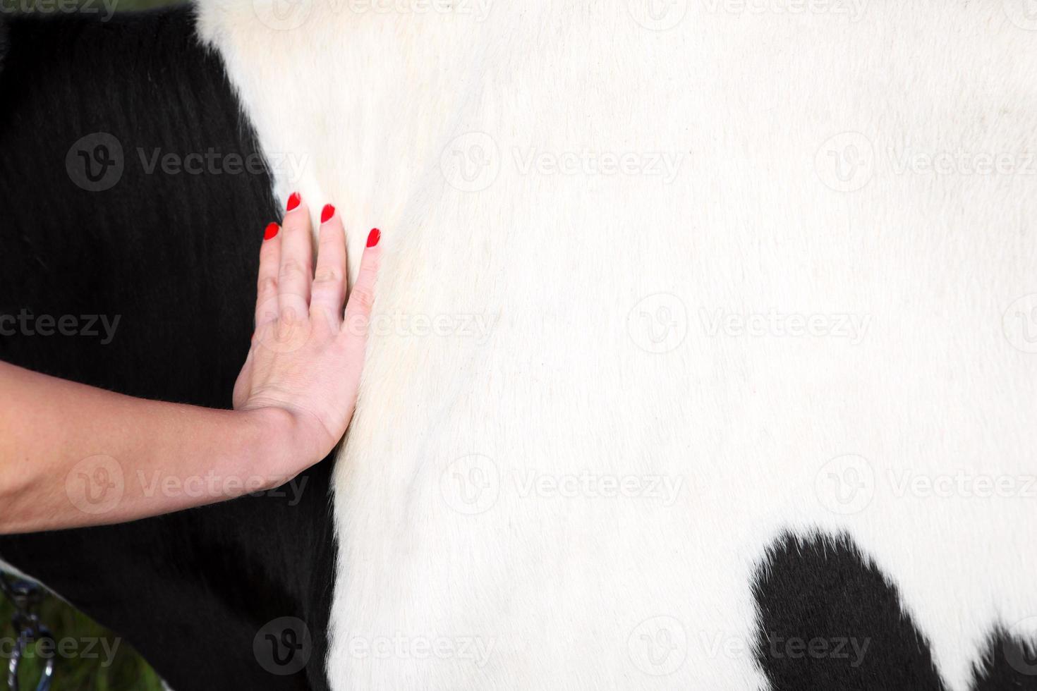 Cow fur detail photo
