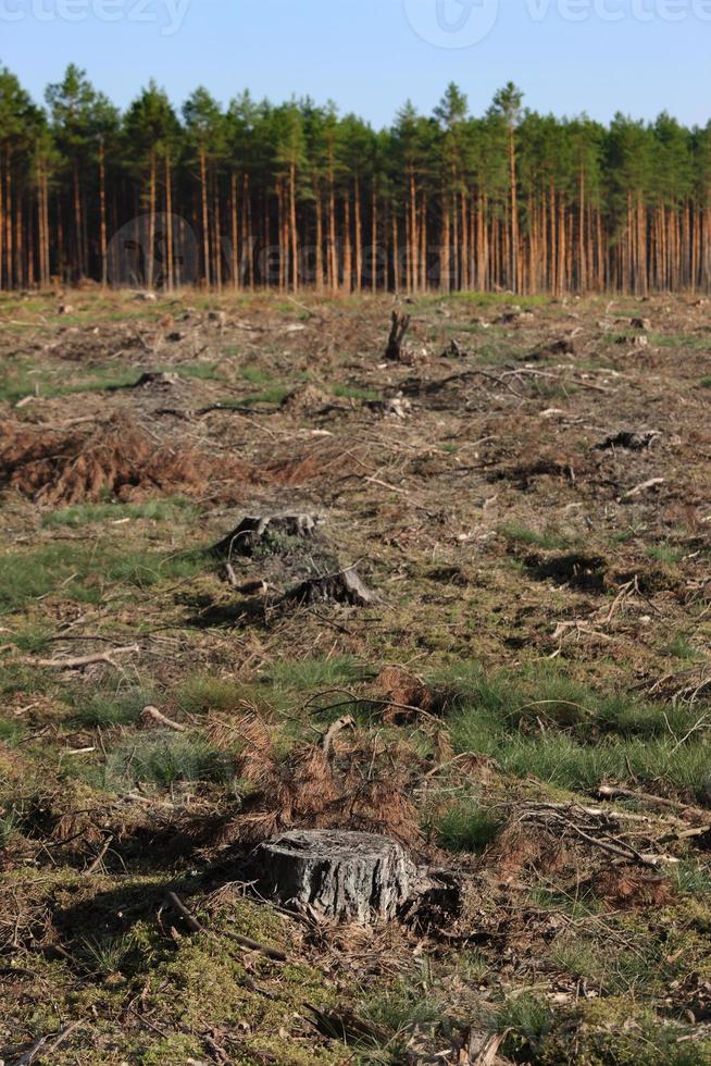 devastación de tocones de árboles foto