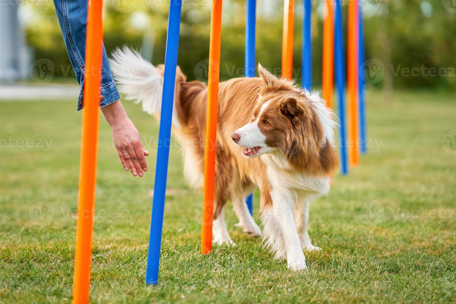 Chocolate White Border Collie with woman owner photo