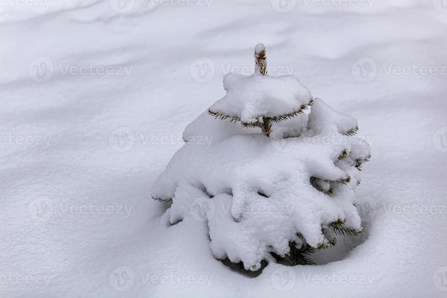 Background with a small fir tree in the snow. Snow drift. Cold winter. Photo. Postcard. Polygraphy photo