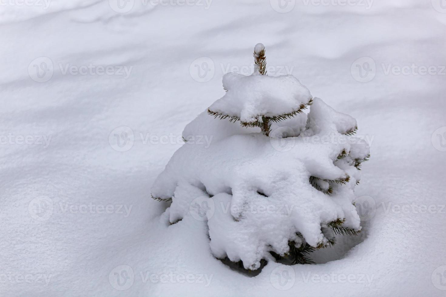 fondo con un pequeño abeto en la nieve. deriva de nieve invierno frio. foto. tarjeta postal. poligrafía foto