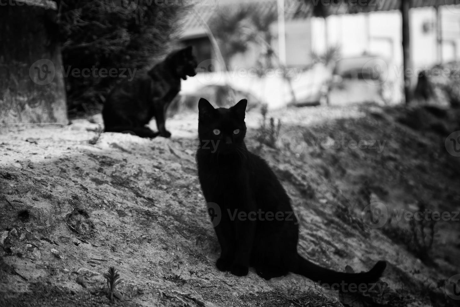 Abandoned cat on the street photo