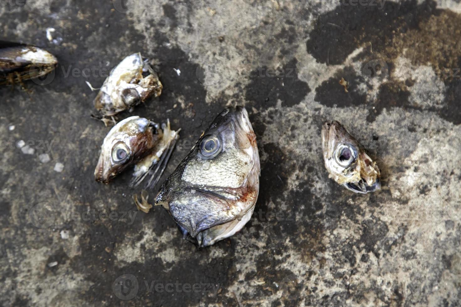 cabezas de pescado en la basura foto