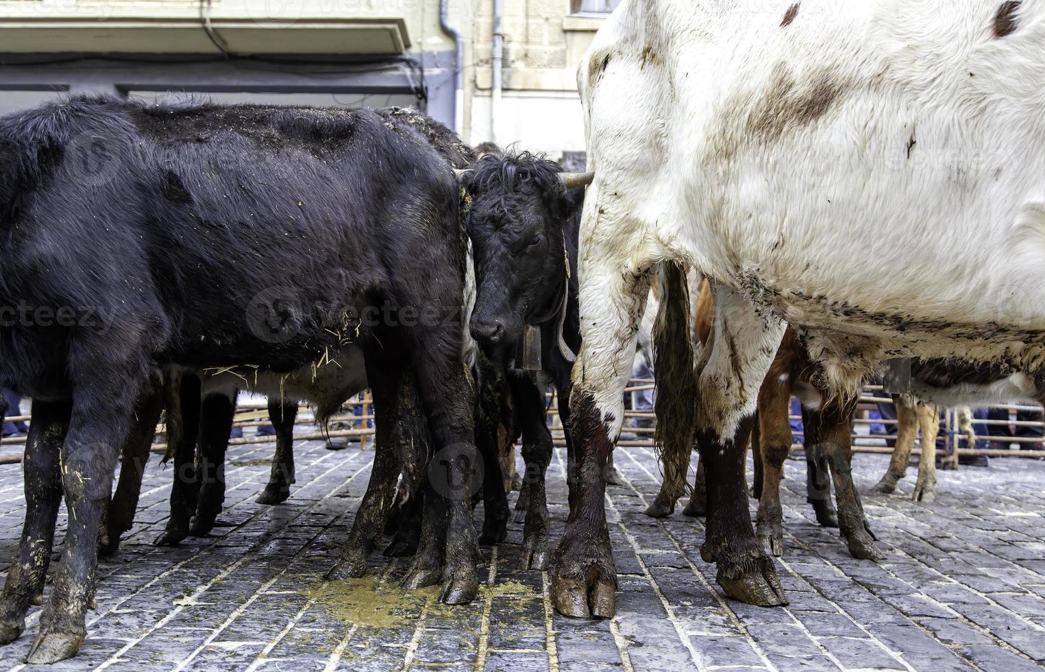 Cows on a farm photo