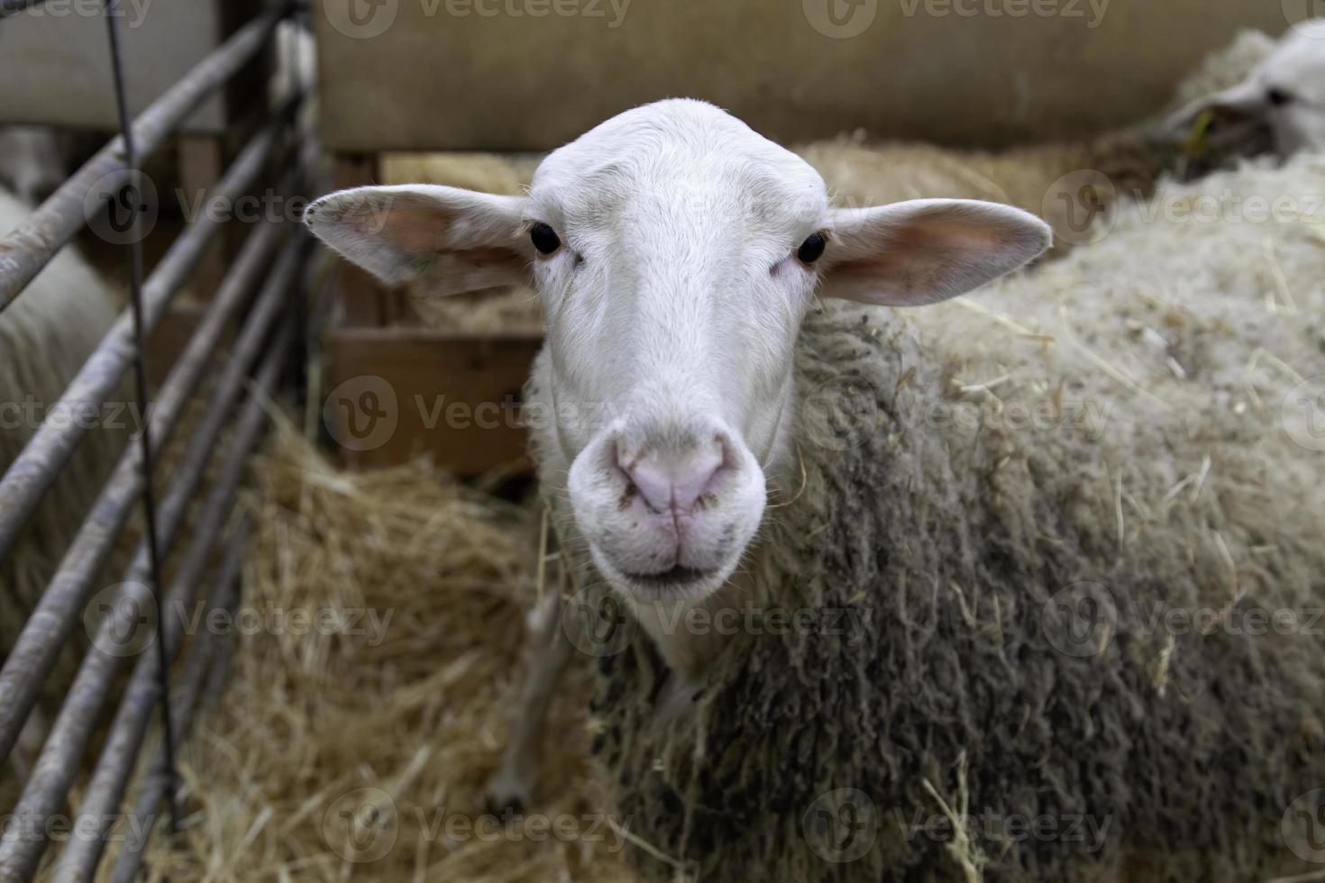 Sheep on a farm photo