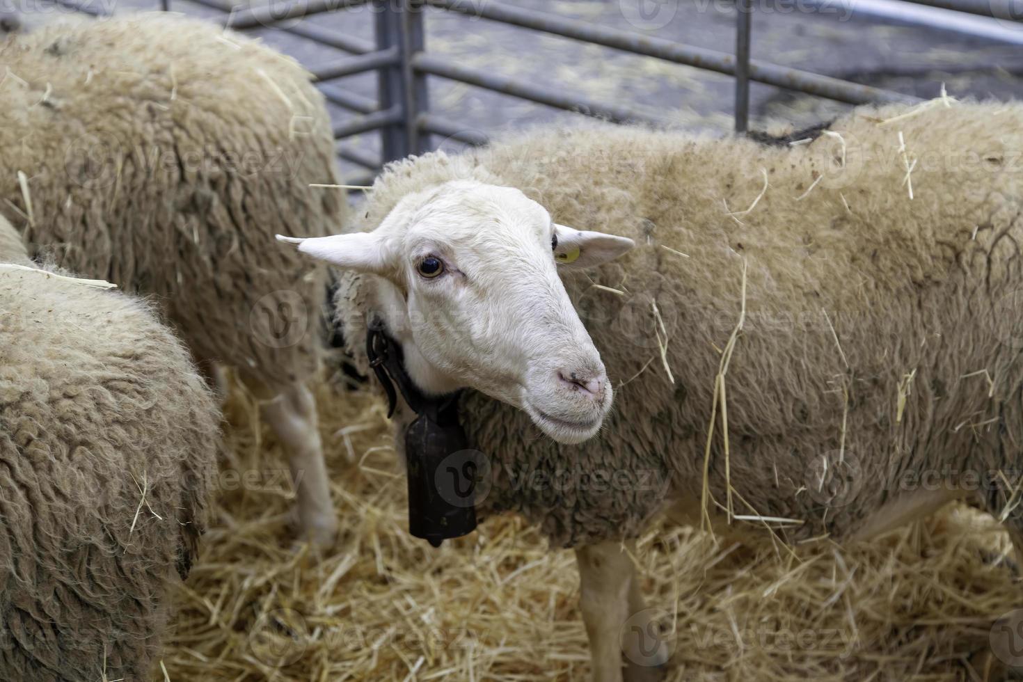 Sheep on a farm photo