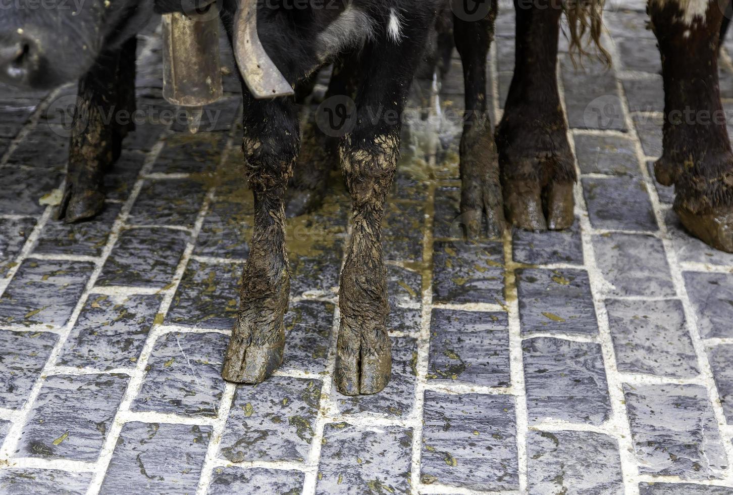 Cow hooves on a farm photo