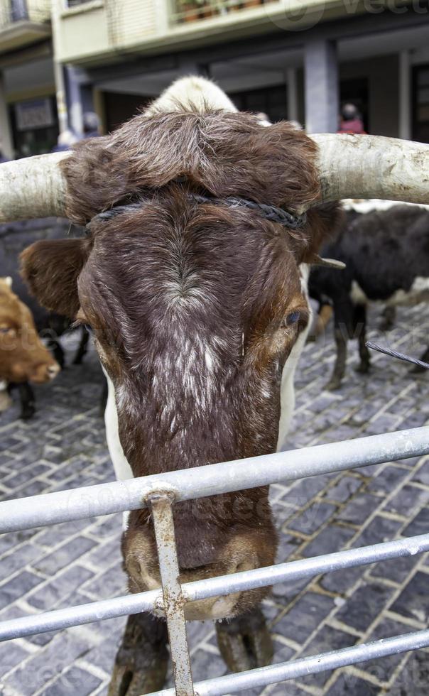 vacas en una granja foto