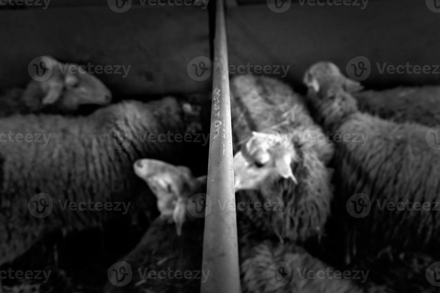 Sheep on a farm photo