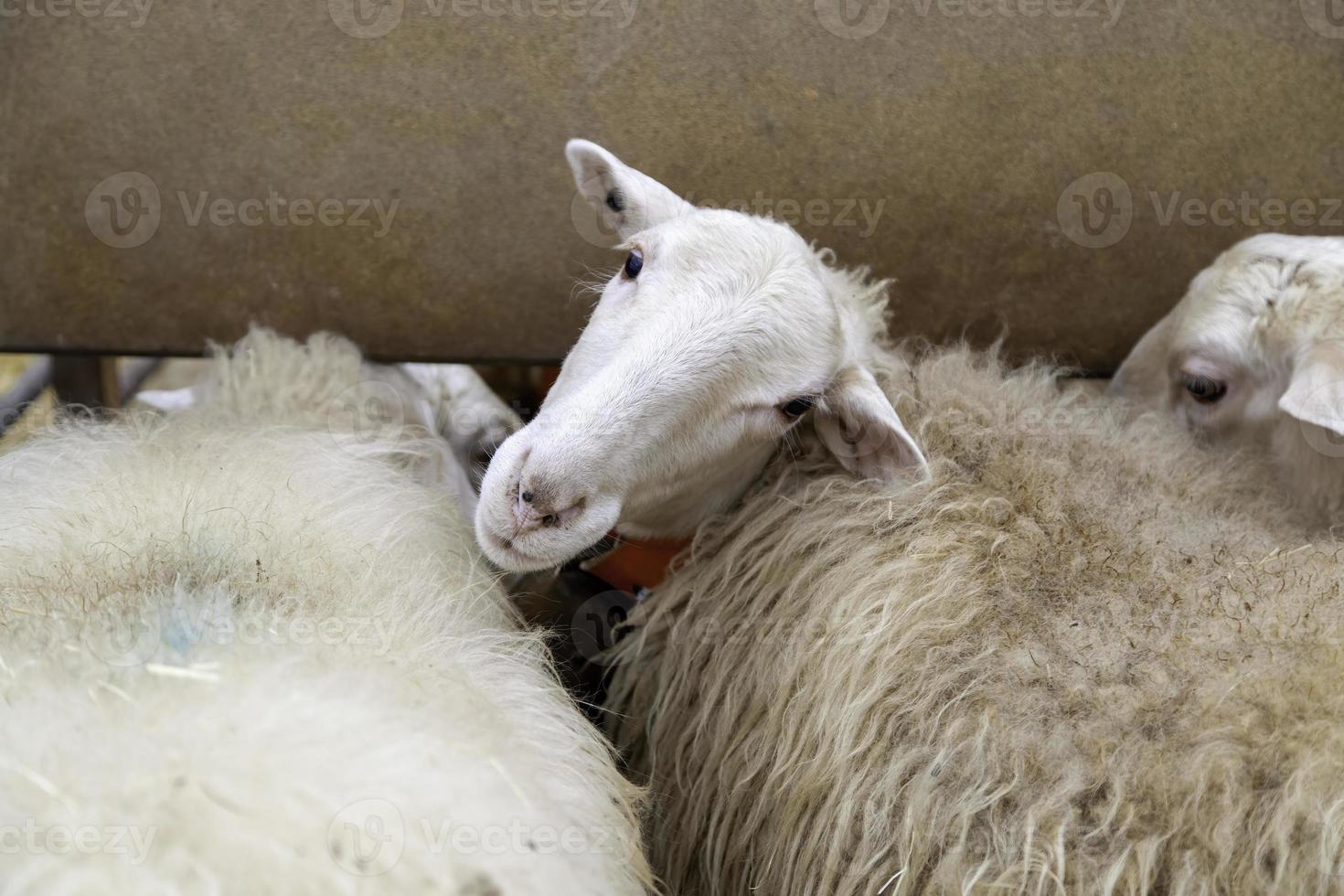 Sheep on a farm photo