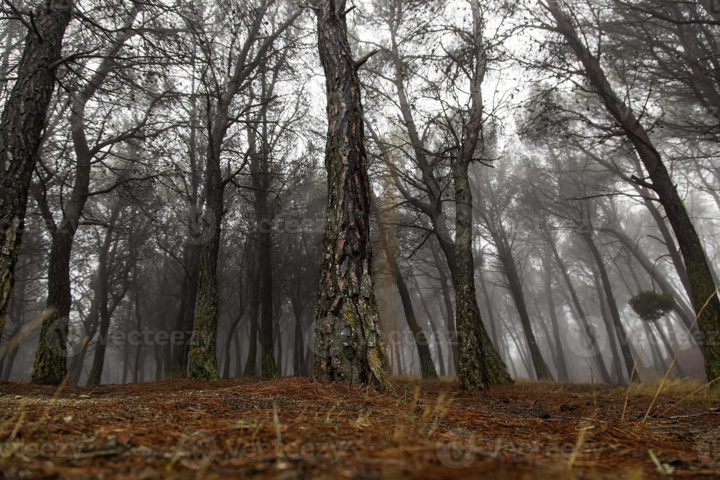 Green forest with fog photo