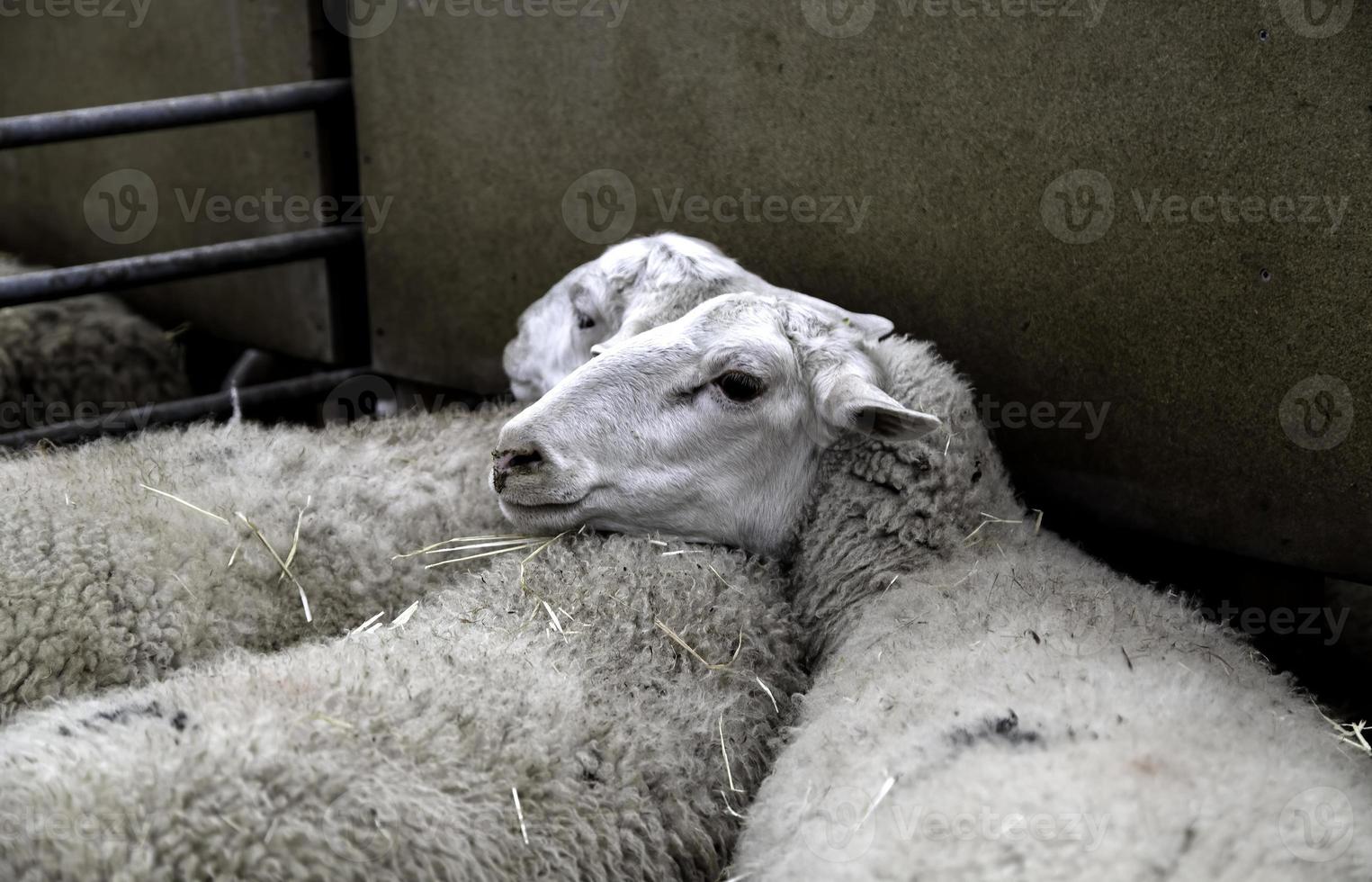 Sheep on a farm photo