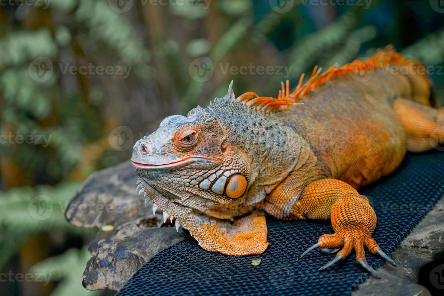 una iguana naranja parada en un escenario de exhibición de animales en el zoológico. foto