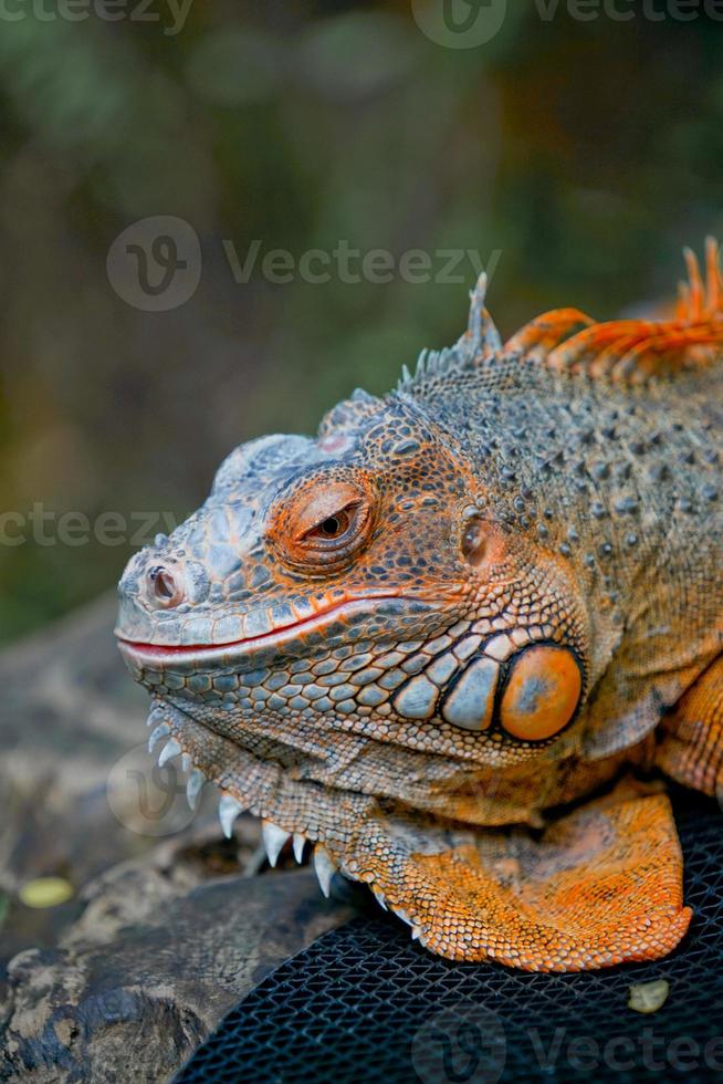 vista lateral del primer plano de la cabeza de iguana naranja con fondo borroso. foto
