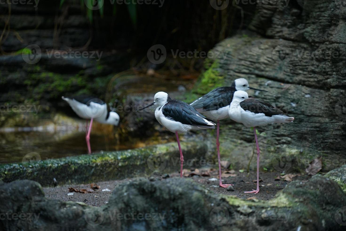 foto de cuatro pájaros de zancos de cuello negro relajándose en la orilla del río.
