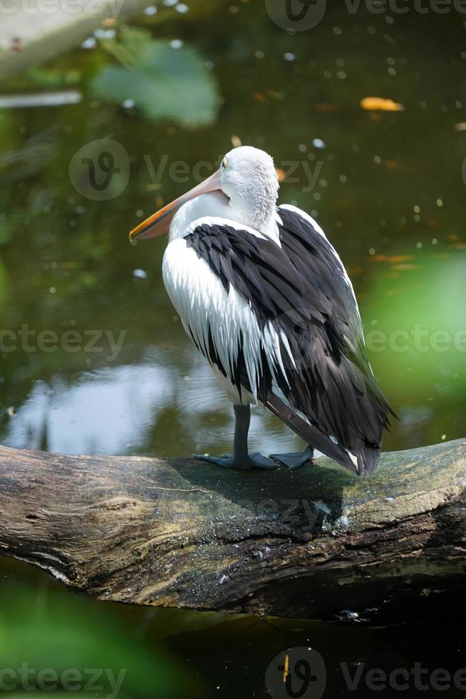 un pelícano australiano pelecanus conspicillatus está parado en un árbol caído en un río para cazar peces. foto