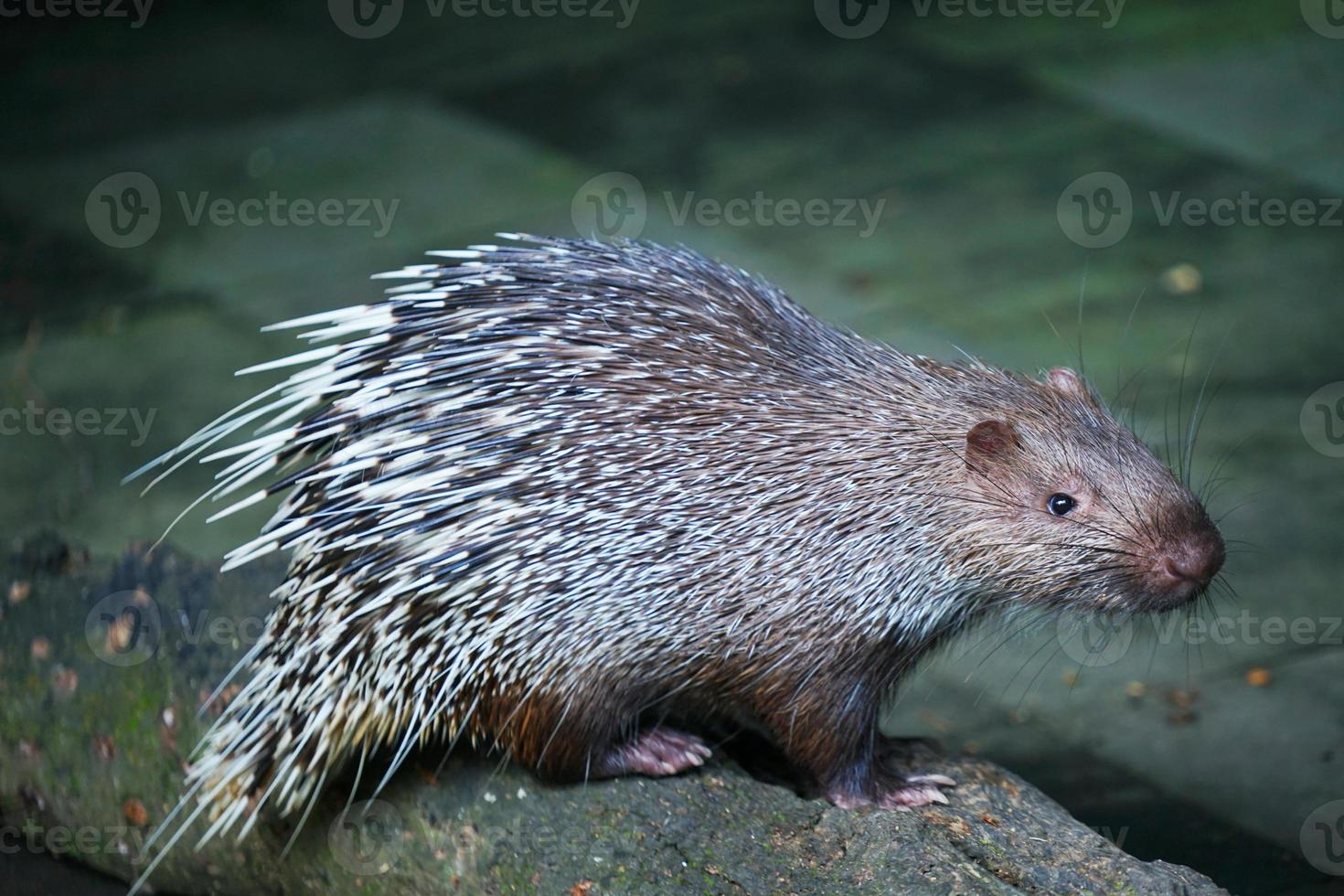 imagen de hystrix javanica javan hedgehog está mirando la vista lateral de la cámara con un fondo borroso. foto