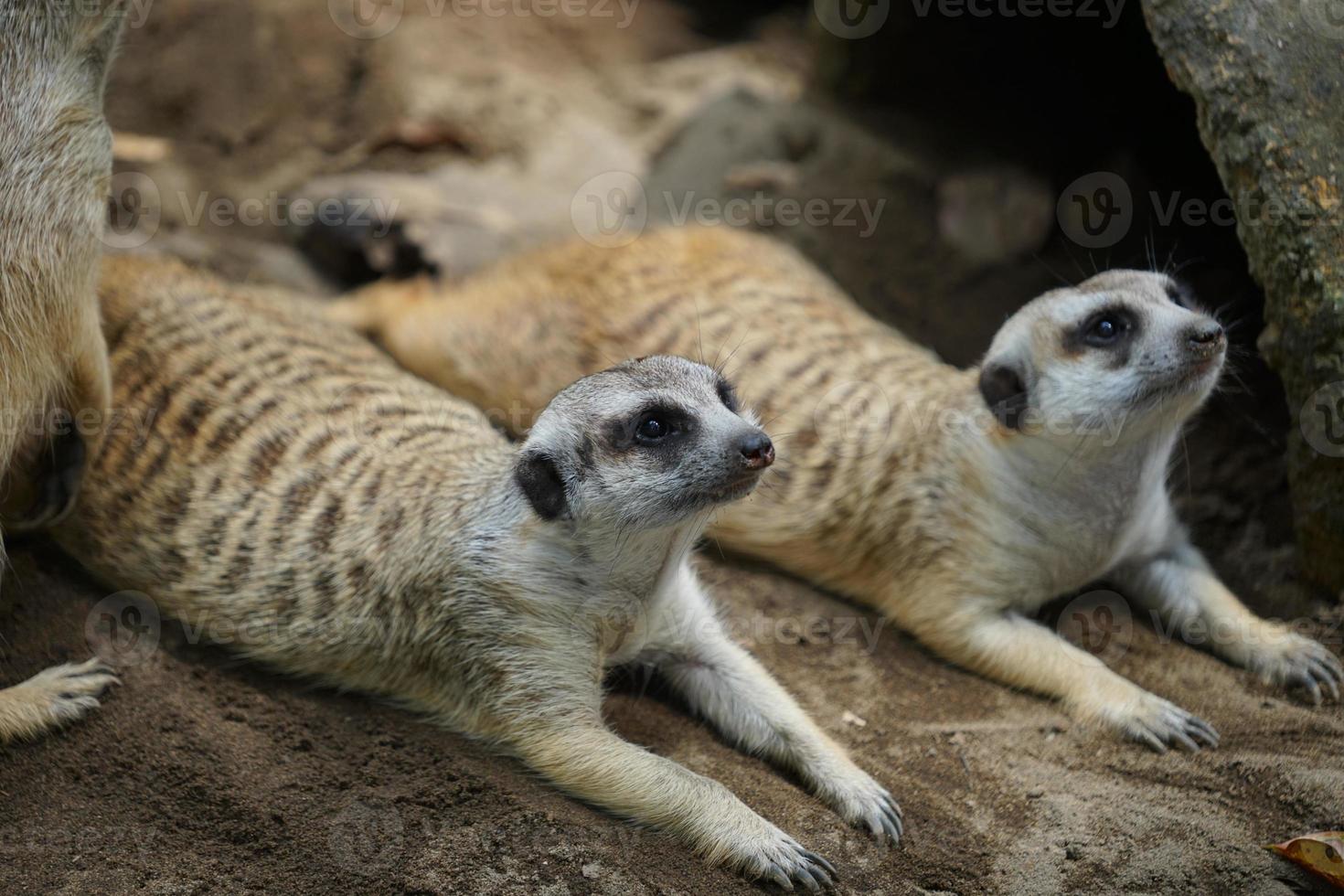 Wo lindos suricatos están tirados en el suelo y observando algo. foto