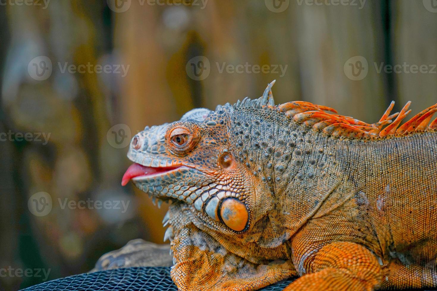 Picture of a orange iguana sticking out his tongue. Closeup side view. photo