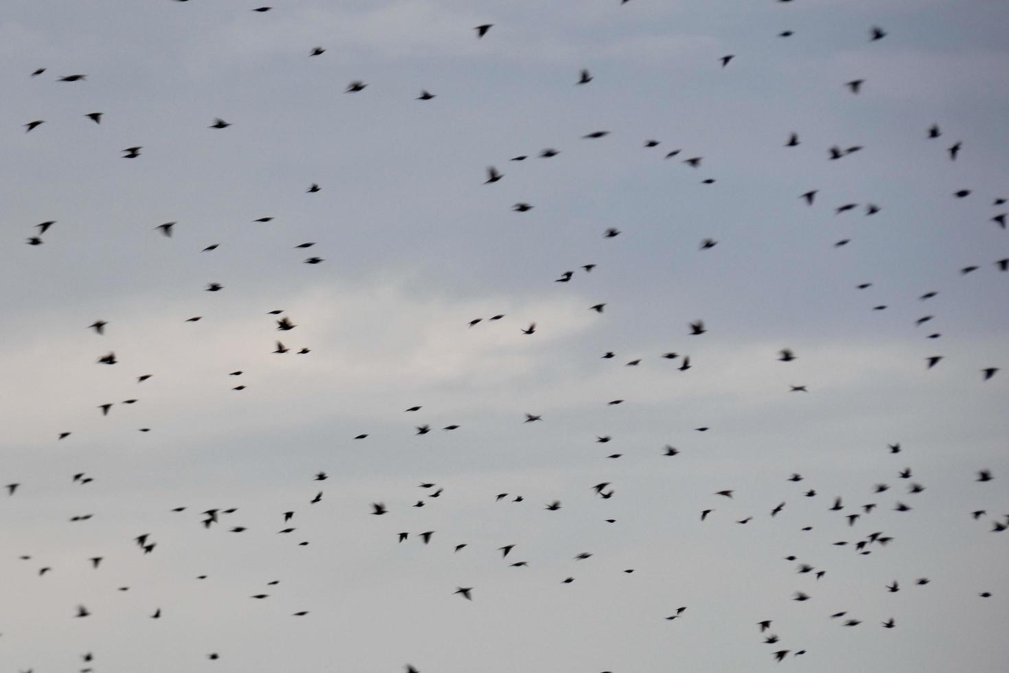 cientos de pájaros volando sin rumbo en otoño foto
