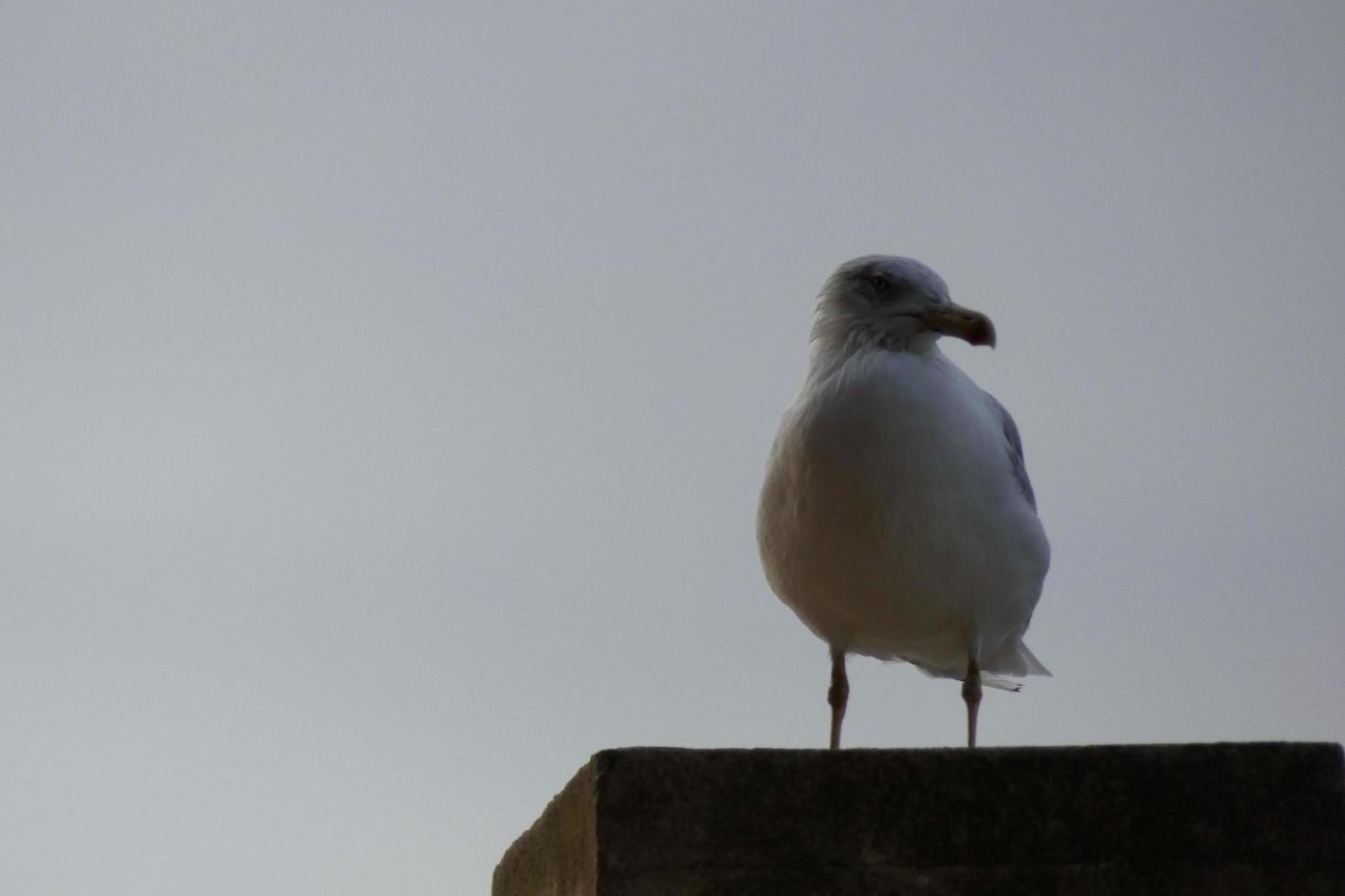 gaviotas salvajes en la naturaleza a lo largo de los acantilados de la costa brava catalana, mediterráneo, españa. foto