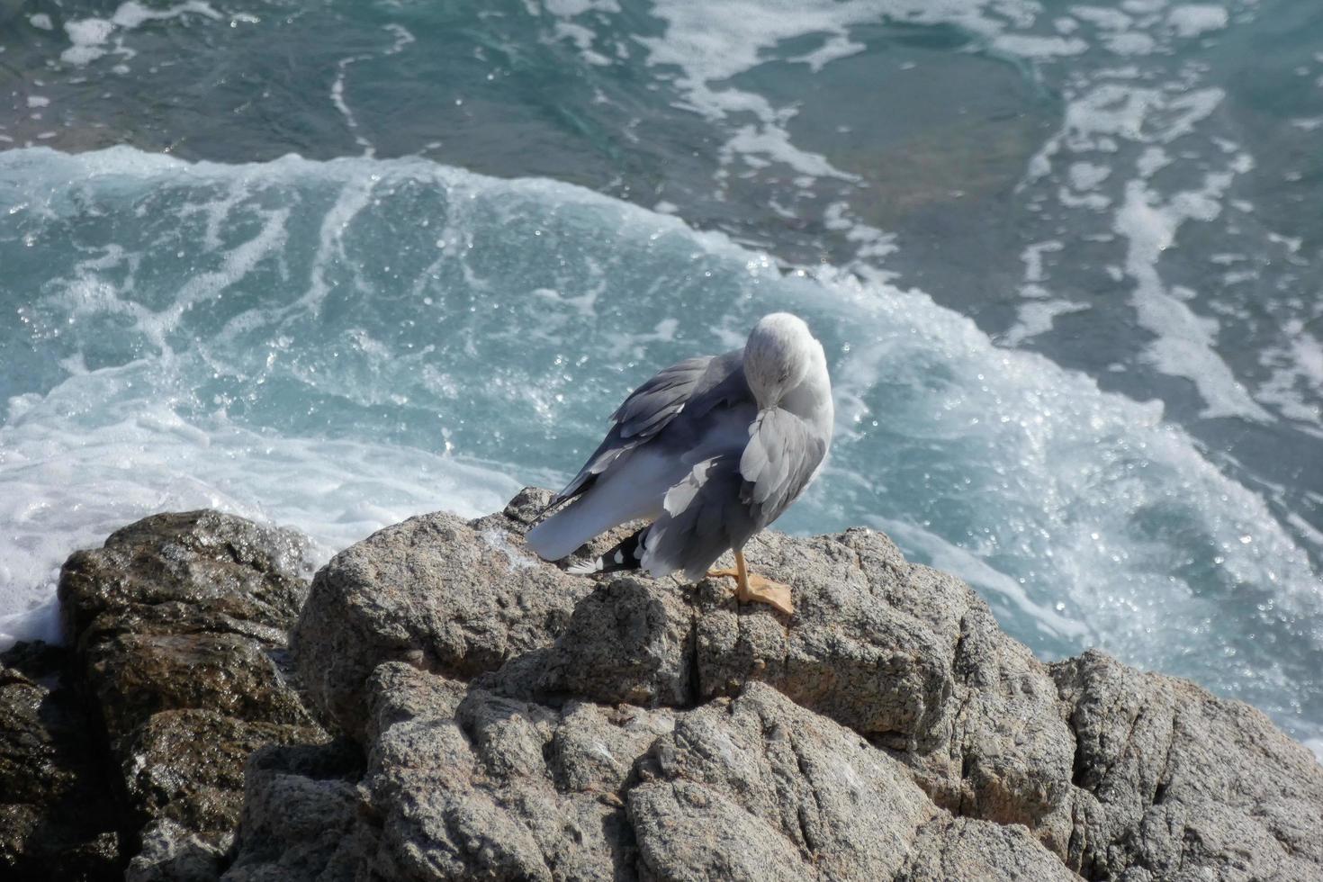 Wild seagulls in nature along the cliffs of the Catalan Costa Brava, Mediterranean, Spain. photo