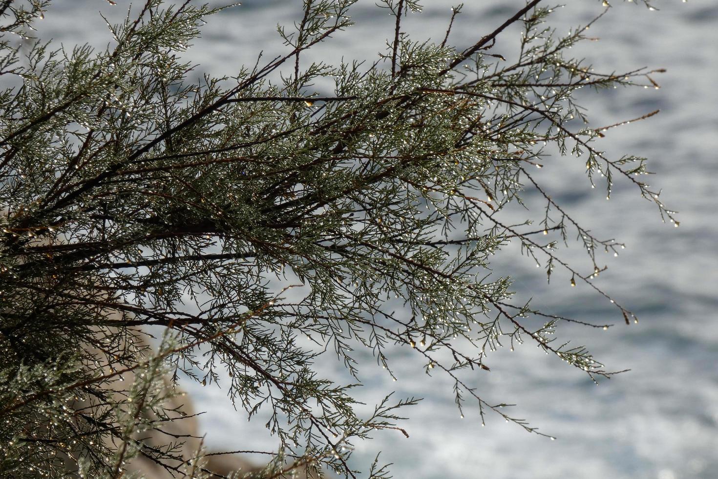 dried flowers and mediterranean leaves with marine background photo