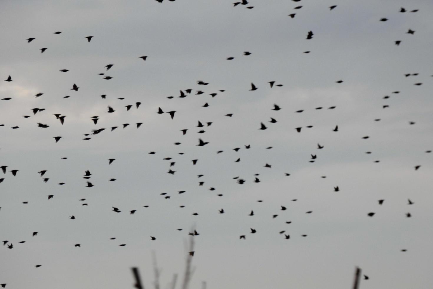 hundreds of birds flying aimlessly in the autumn photo