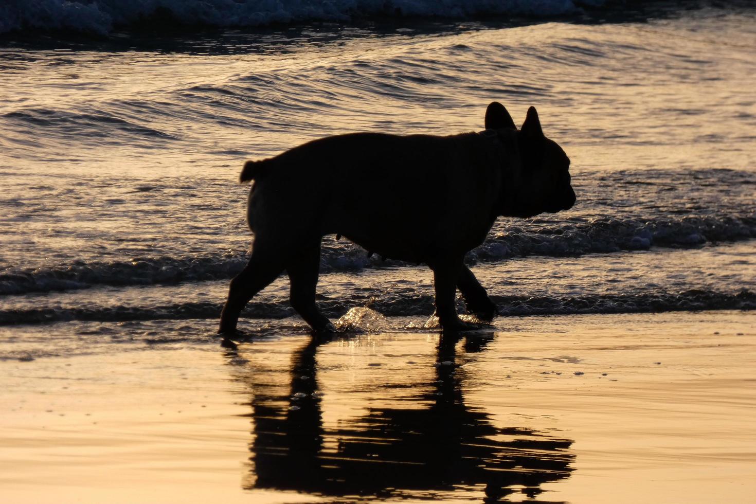 perro jugando en la playa demasiado cerca del agua del mar foto