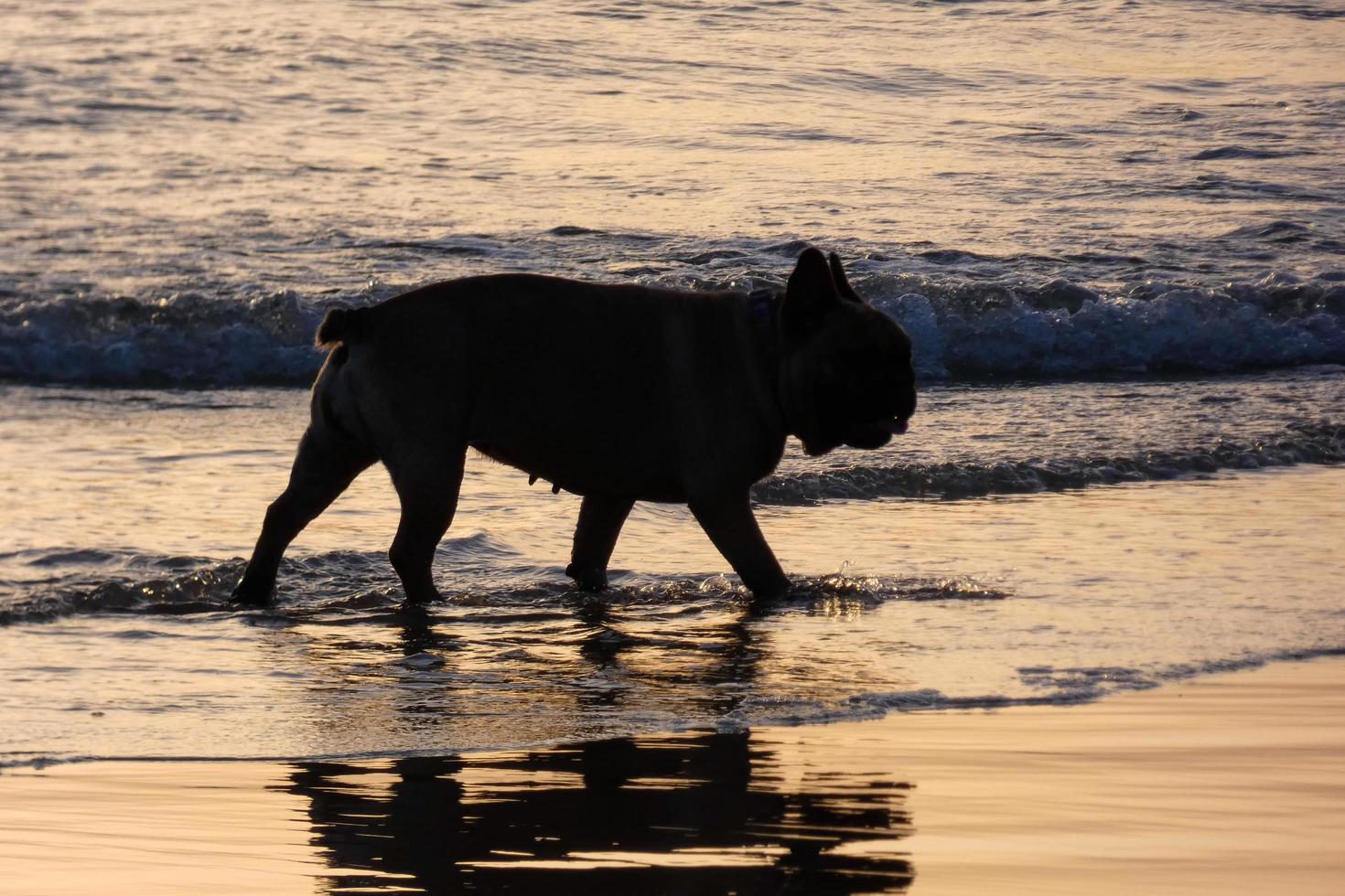 Dog playing on the beach too close to the sea water photo