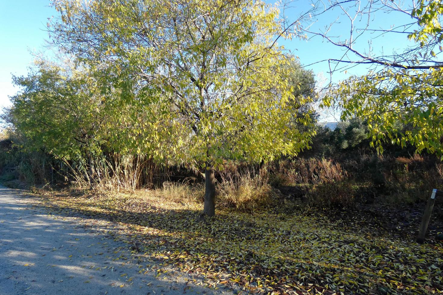 falling leaves on the trees in autumn, yellow leaves on the ground photo