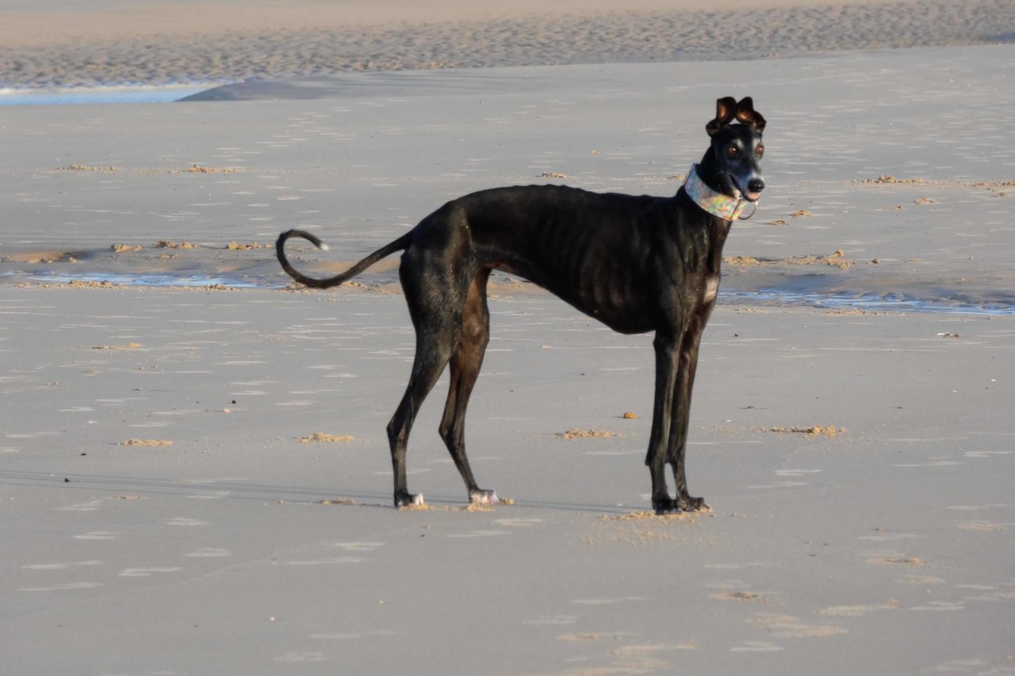 Dog playing on the beach too close to the sea water photo